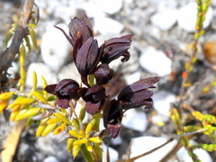 Eulophia ustulata