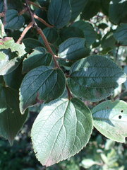 Celtis africana