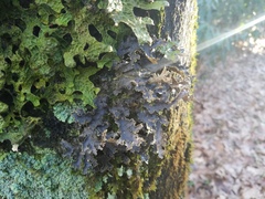 Pseudocyphellaria
