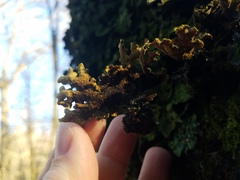 Pseudocyphellaria