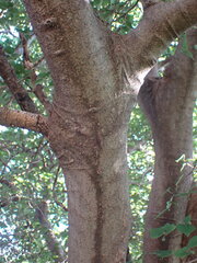 Celtis africana