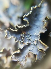 Pseudocyphellaria