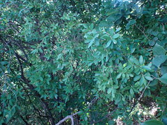 Diospyros lycioides