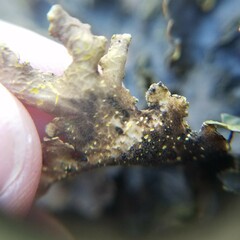 Pseudocyphellaria