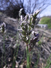 Sesleria sadleriana