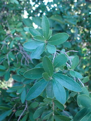 Diospyros lycioides