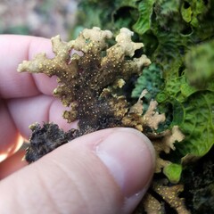 Pseudocyphellaria
