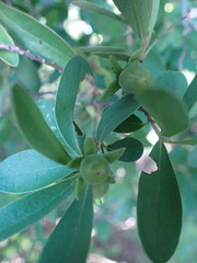 Diospyros lycioides