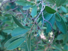 Diospyros lycioides
