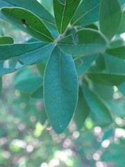 Diospyros lycioides