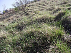 Sesleria sadleriana