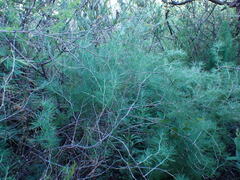 Asparagus suaveolens