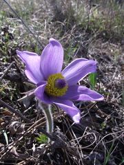 Pulsatilla grandis