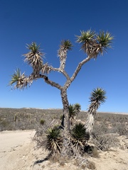 Yucca valida