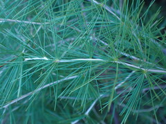 Asparagus suaveolens
