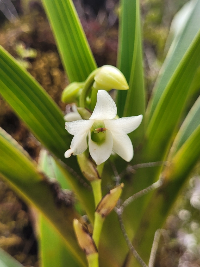 Angraecum striatum