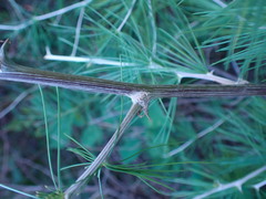 Asparagus suaveolens