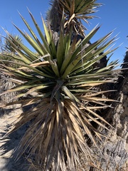 Yucca valida