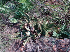 Aloe greatheadii