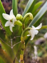 Angraecum striatum