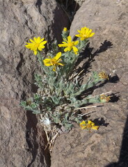 Heterotheca fulcrata