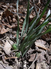 Sternbergia colchiciflora
