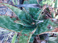 Aloe greatheadii
