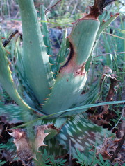 Aloe greatheadii