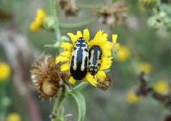 Acmaeodera scalaris