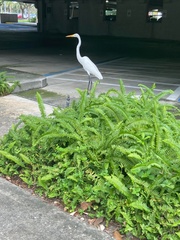 Nephrolepis exaltata