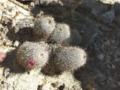 Mammillaria haageana meissneri