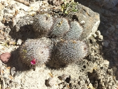 Mammillaria haageana meissneri