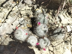 Mammillaria haageana meissneri
