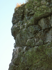 Phalacrocorax capillatus