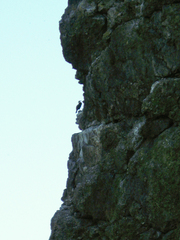 Phalacrocorax capillatus