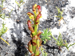 Disa reticulata