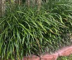 Ophiopogoneae
