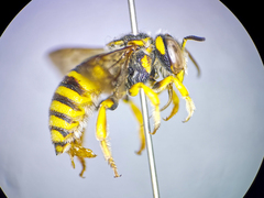 Icteranthidium grohmanni