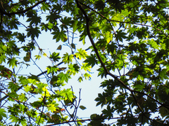 Acer pseudosieboldianum