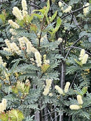 Weinmannia trichosperma