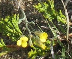 Physaria arenosa