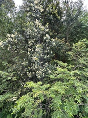 Weinmannia trichosperma