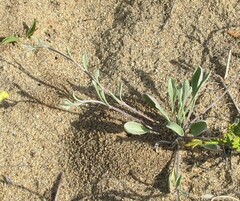 Physaria arenosa