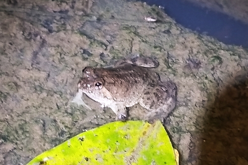 Occidozyga sumatrana