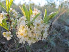 Prunus pumila