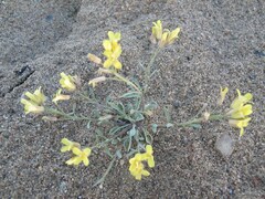 Physaria arenosa