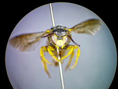 Icteranthidium grohmanni