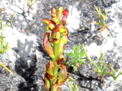 Disa reticulata