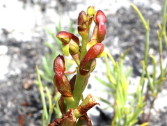 Disa reticulata