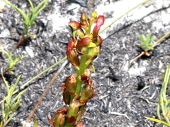 Disa reticulata